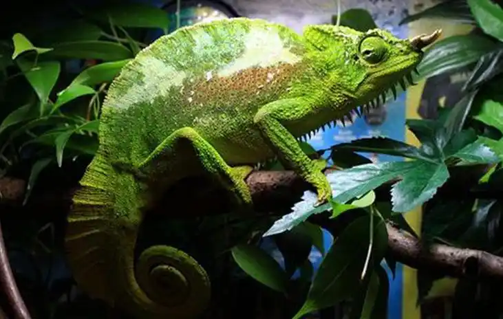 四角变色龙的背部有类似帆状的突起,沿着头部至胸部间的腹侧中间线上