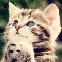 猫咪qq头像大全可爱好看萌萌的猫猫可爱qq头像图片