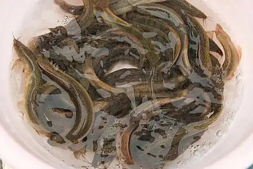 泥鳅图片_泥鳅图片大全_泥鳅图片素材