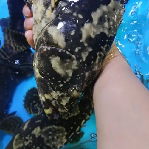 广西北海深海捕捞鲜活龙胆石斑鱼珍珠斑鲜活速冻