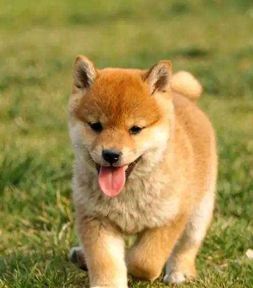 柴犬幼犬两个多月,会吃狗粮了,健康活泼,自己家喂的,便宜卖了,公母都