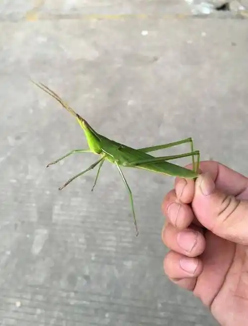 带你认识5种蝗虫,常被"吃货"捉来吃,人工养殖能卖20元一斤_蚂蚱_山东_