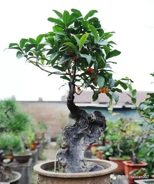 难得一见的桂花盆景