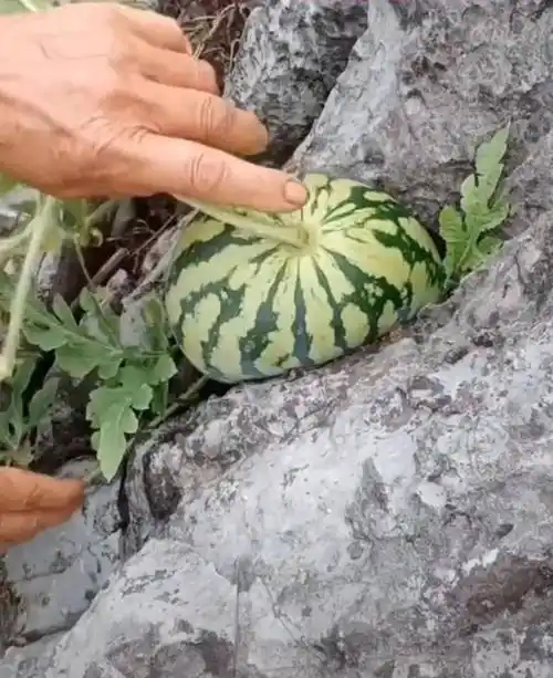 野生西瓜长在石头缝里瓜坚强终于被女子所救去了西天取经