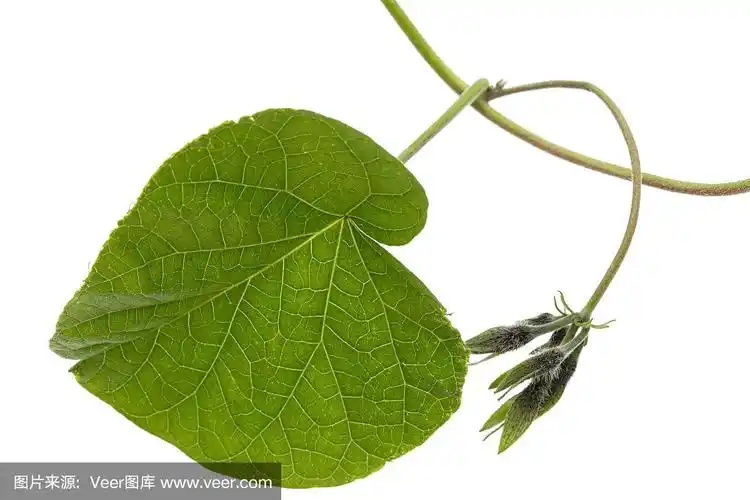旋花植物,牵牛花,叶子,日本,白色背景