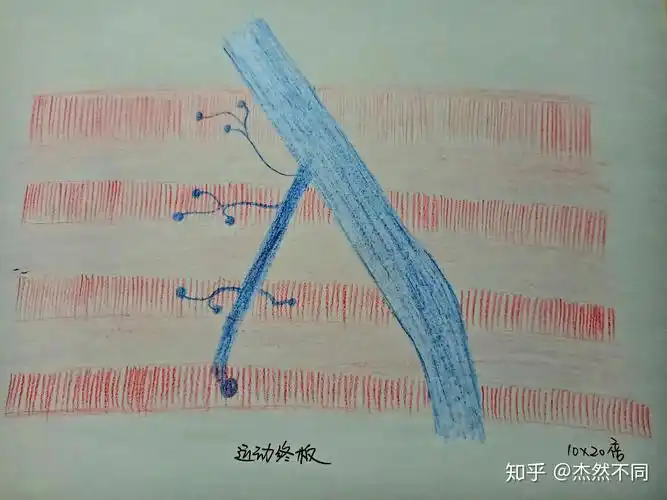 组胚红蓝手绘图第三课
