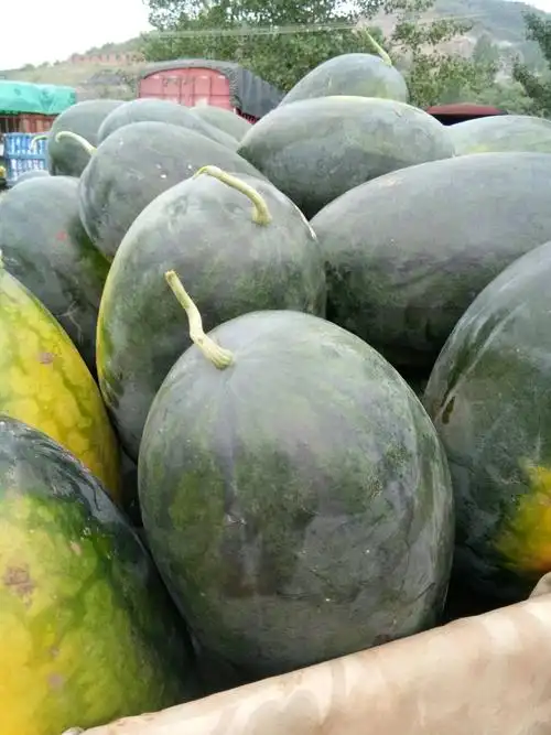 本地黑美人西瓜无大棚,黄土地,自然生长,个大肉甜