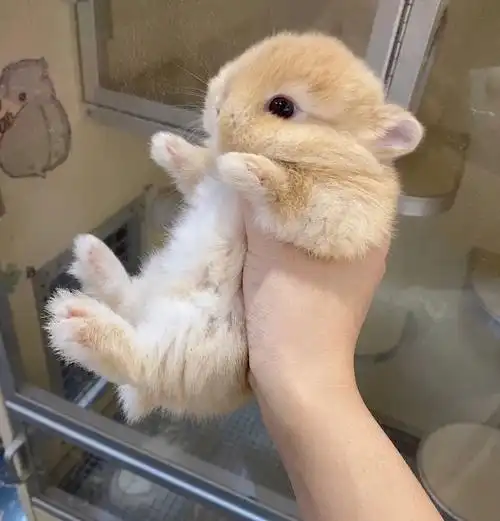 侏儒兔双血统小鹿色弟弟
