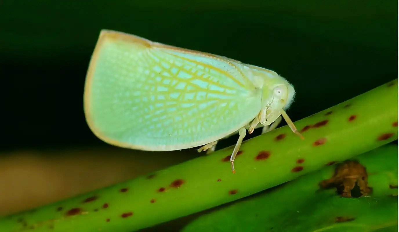 每天认识一种昆虫——青蛾蜡蝉 青蛾蜡蝉又名褐缘蛾蜡蝉,是同翅目,蛾