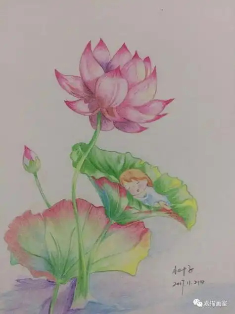 荷花素描画荷花素描画图片大全