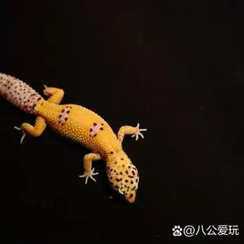 豹纹守宫图鉴:贝尔迷