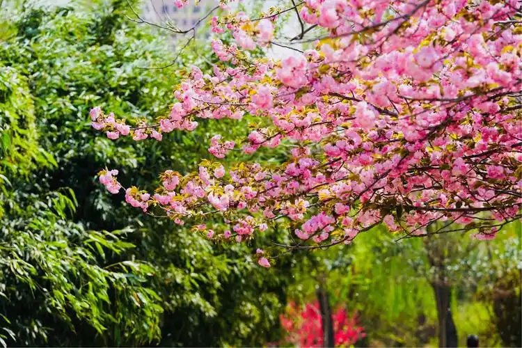 一池春水 花红柳绿