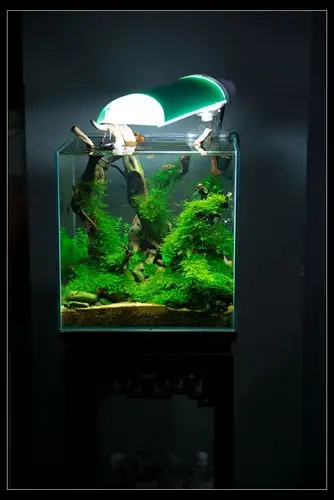 浅幽30方缸造景