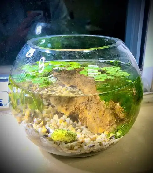 原生态三无玻璃鱼缸