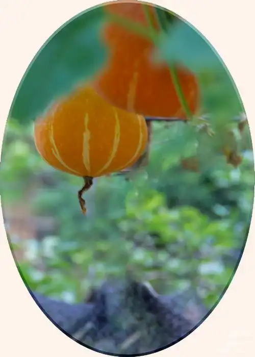 南瓜与葫芦 - 美篇