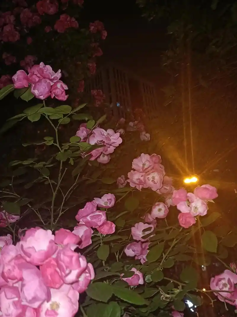 红蔷薇 #分享照片 或许你知道红蔷薇的花语吗? - 抖音