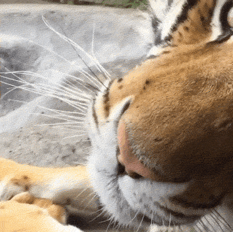 搞笑gif:姑娘好小气哦,就不能能给我吃一口吗?