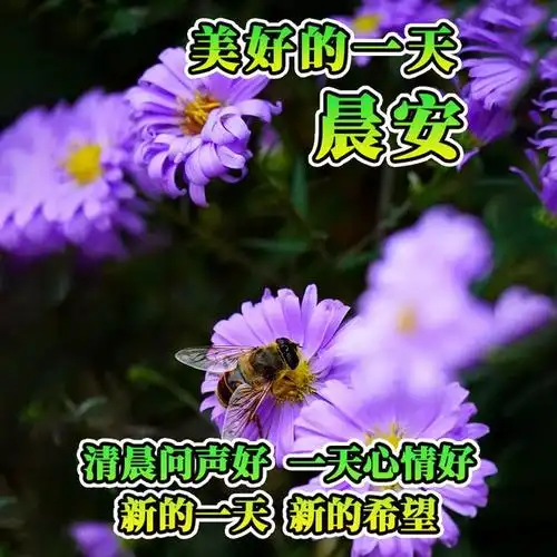 5月24日早安图片,今日编排的早上好祝福语图片大全,新版拂煦早上好