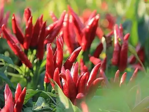 随着交易进行,辣椒价格稳中偏强(1)