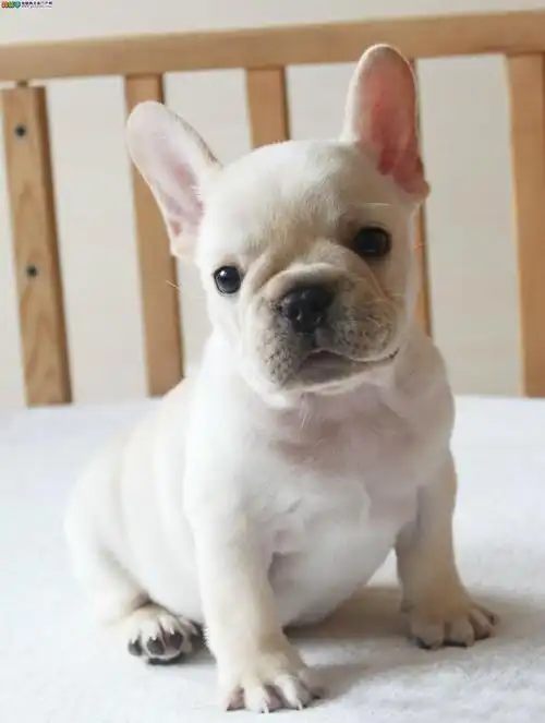 我要买狗 法国斗牛犬 仙桃法国斗牛犬 价钱 980~1980元 品种 法国斗牛