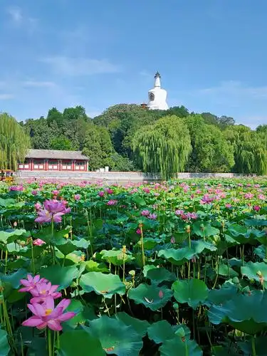北海公园荷花
