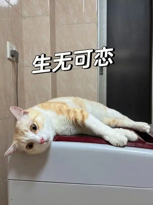 摆烂日常小猫咪只是爱躺尸罢了07