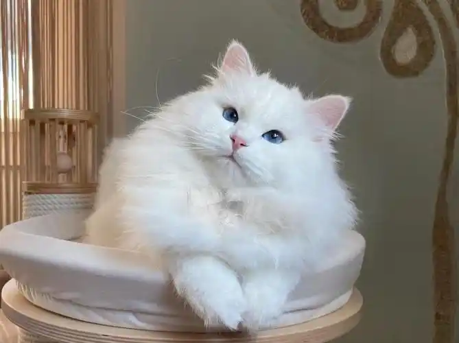 喜欢的可以咨询哦#西伯利亞森林貓  #西森  #西伯利亚森林猫