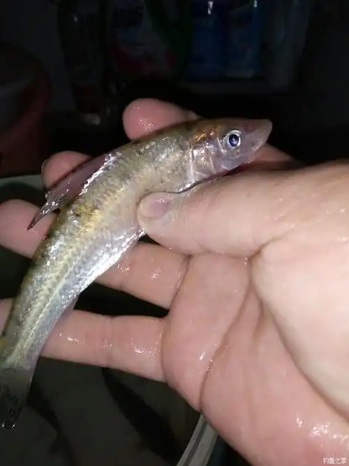 以上文章提到鲫鱼