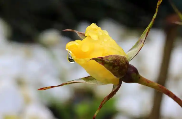 花蕾, 露水, 玫瑰, 自然, 叶子, 黄色的花, 植物, 花园, 玫瑰