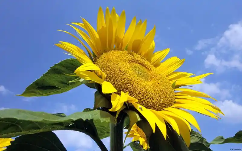 生机勃勃绿色春天摄影宽屏壁纸