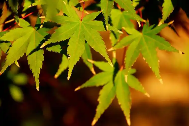 【鸡爪槭树】|摄影|风光摄影|cherry树 - 原创作品 - 站酷 (zcool)