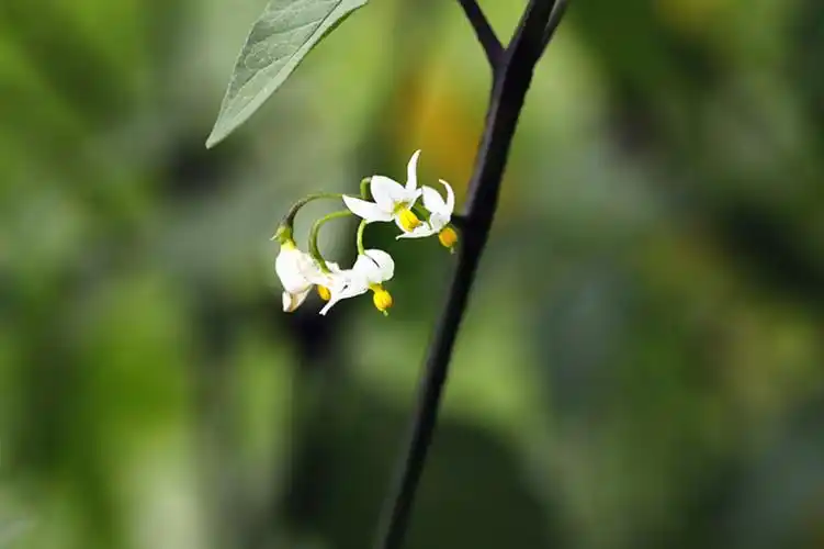小小野生龙葵花