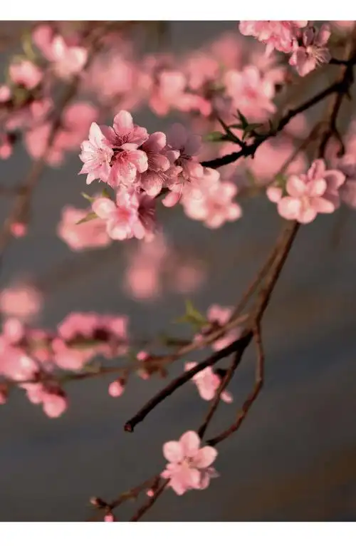 用美好的心情迎接春天的到来