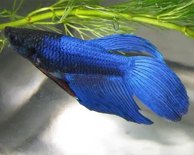 热带鱼观赏鱼鱼缸泰国斗鱼狮王马尾半月斗鱼大耳半月双尾半月包邮