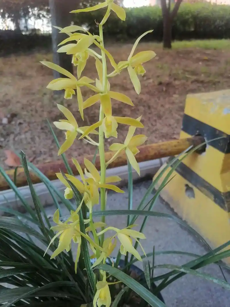 蕙兰黄花素心,花大出架,开得仙气飘飘,一尘不染,颜色越开越黄.