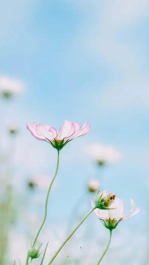 唯美风格静物图片手机壁纸