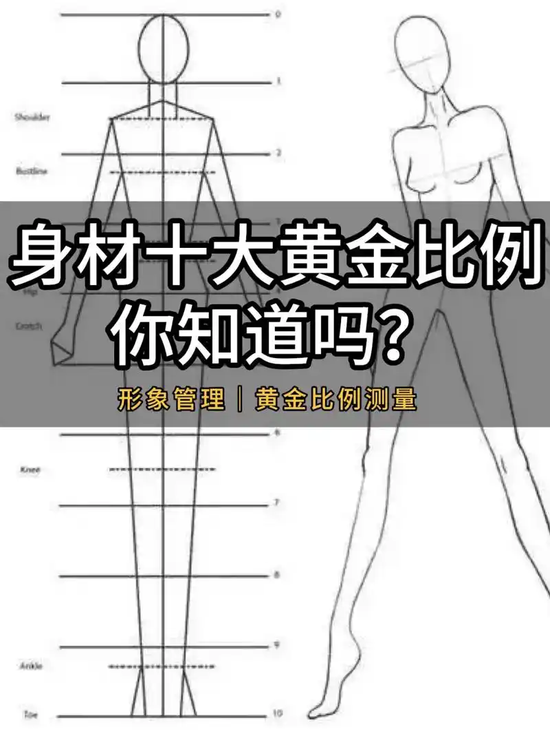 身材的十大黄金比例,你知道吗? 黄金比例在身体上到底是怎么呈现的呢?