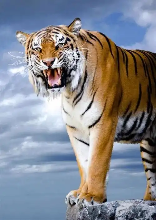 虎图片大全大图霸气(虎图片大全大图霸气 凶猛)-江湖救急网