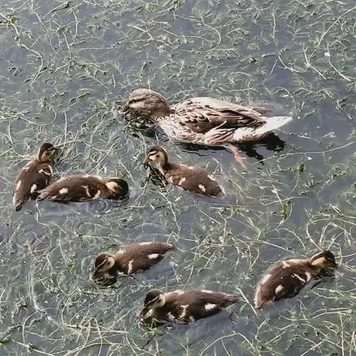 我发现的第四窝小野鸭,这是年龄最大的一窝,但只有6只.