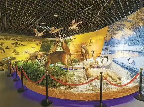 南海子麋鹿苑博物馆新展开幕!