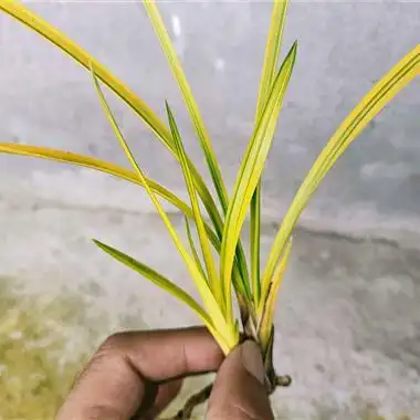 蕙兰朱金黄大帽中透艺草