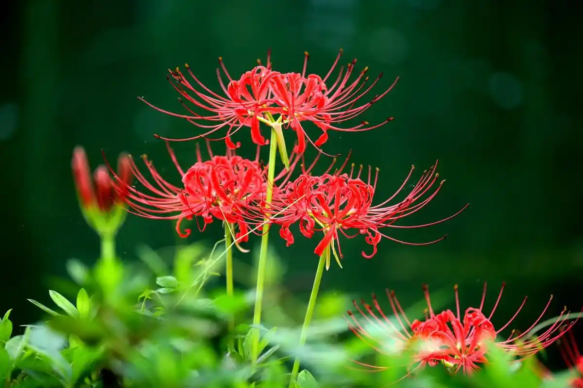 彼岸花,无尽的思念,绝情的爱情