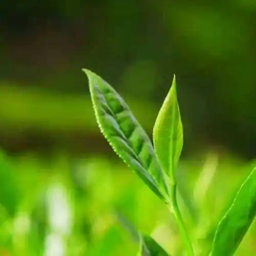 川岛御珍茗白云茶头像