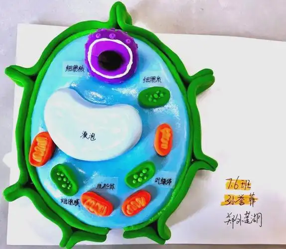 细胞模型制作盛宴,展现生物世界奥秘