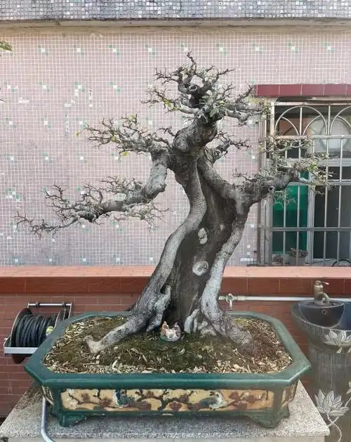 庭院树木之王朴树这么漂亮你见过吗