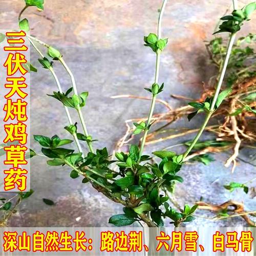 深山新鲜现采六月雪路边荆满天星白马骨瑶药急惊风干货中药材