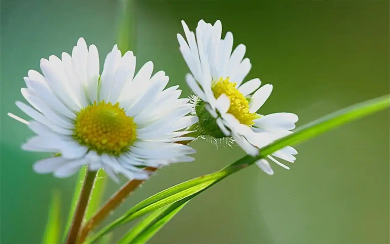 雏菊文艺小清新自然风景桌面壁纸