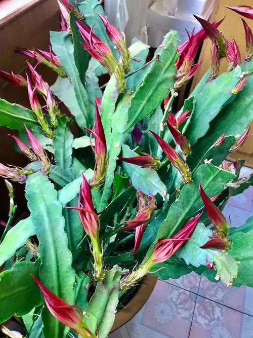 其它 阳台上的令箭荷花 写美篇  直到去年春天的一天,一根枝条上突然