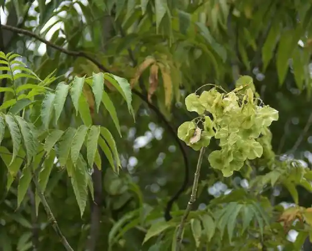 p>云南金钱槭(学名: i>dipteronia dyerana /i> henry)是槭树科金钱