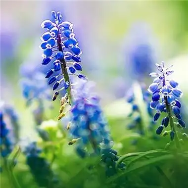 微信最吉利的好看头像风景花草 好看寓意又吉利的微信头像-微信头像